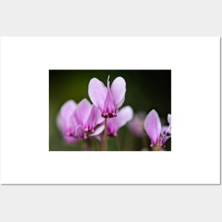 cyclamen hederifolium, ivy-leaved cyclamen Posters and Art